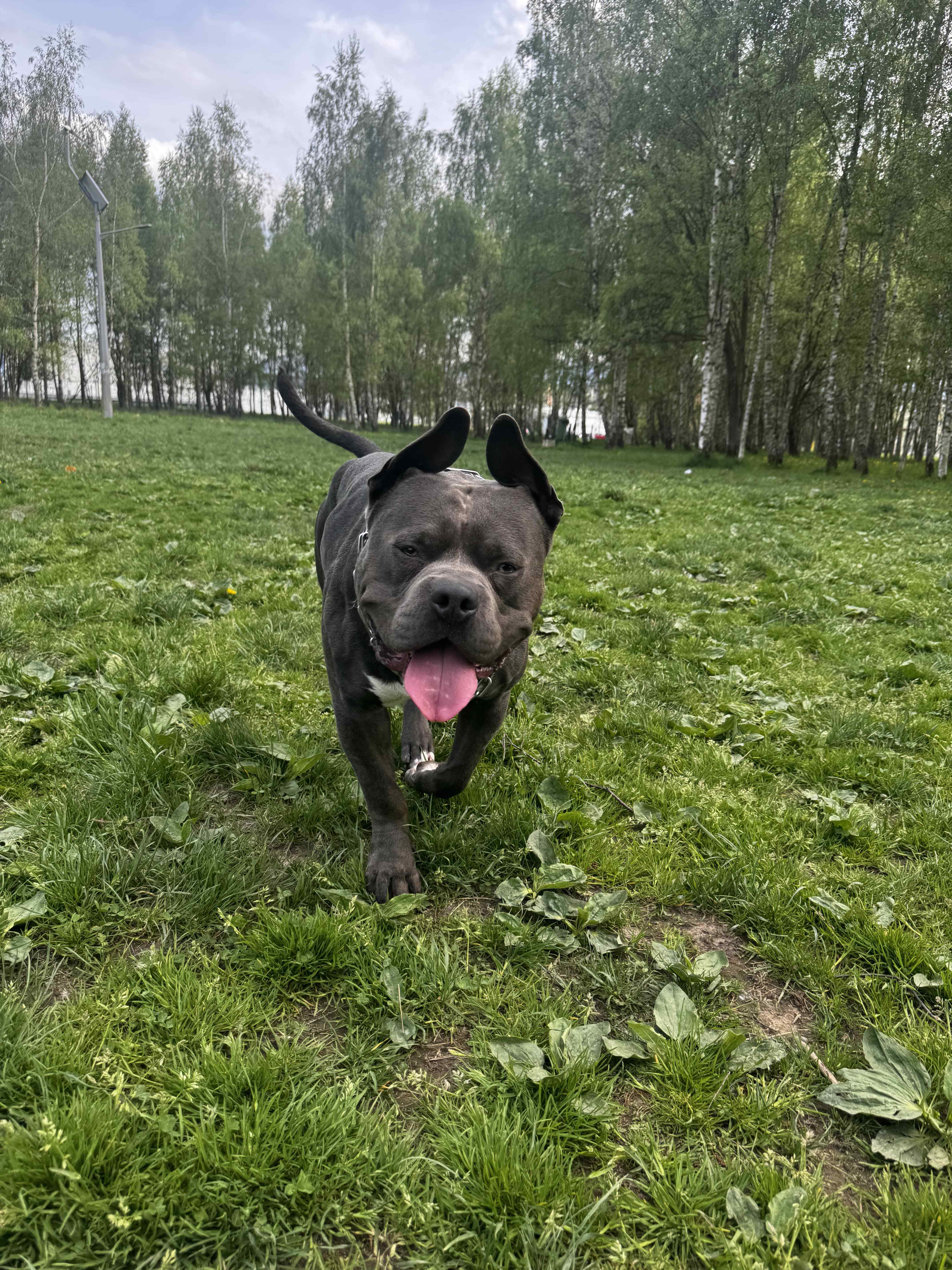 American Staffordshire Terrier