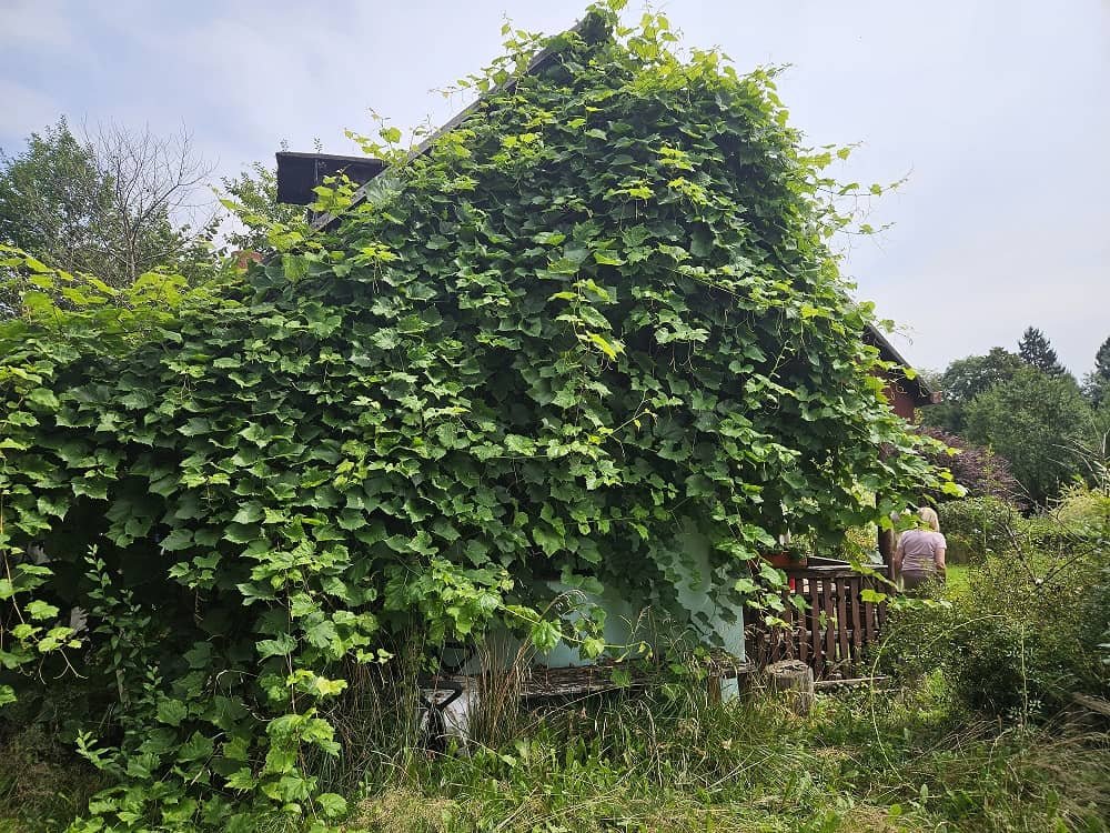 Ogródek działkowy sprzedam
