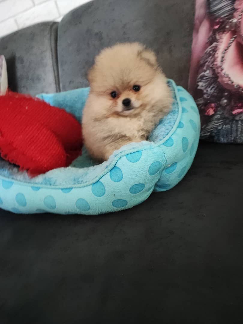 Pomeraniany szczenięta