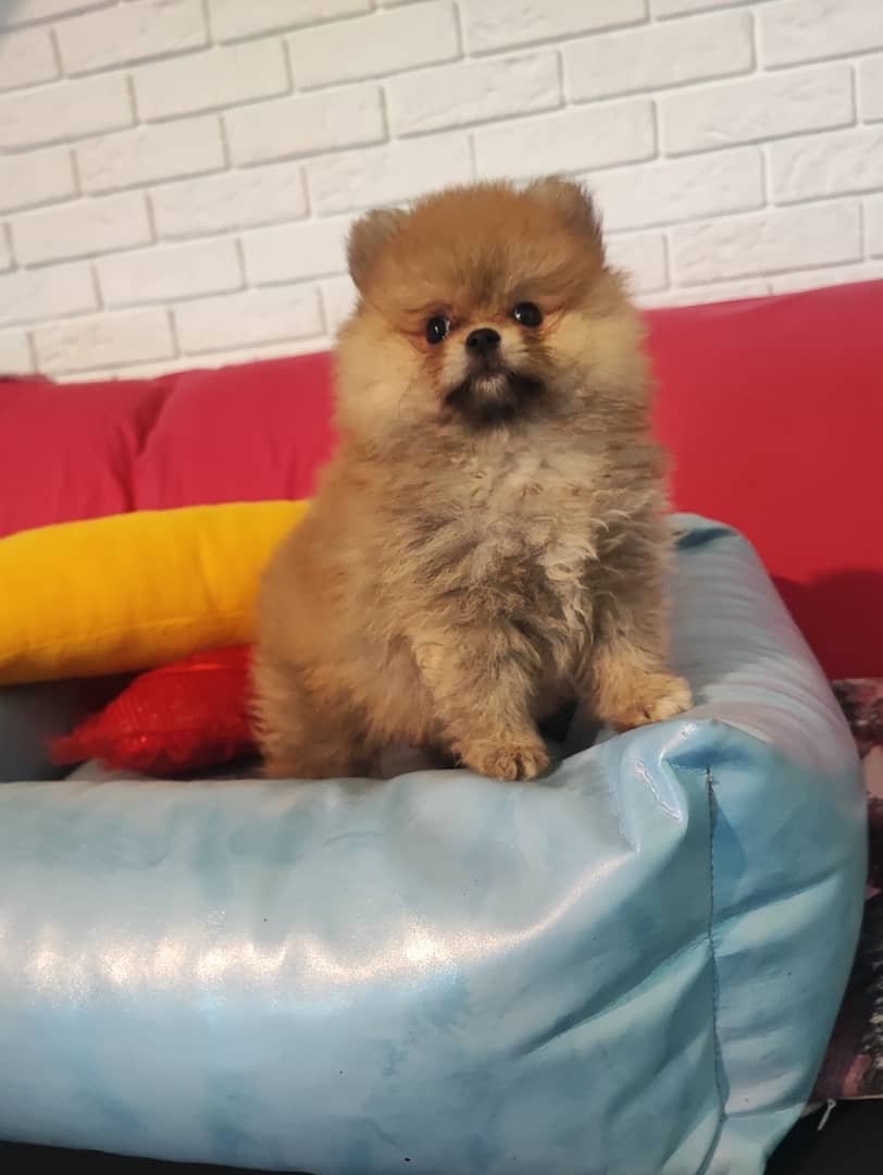 Pomeraniany szczenięta