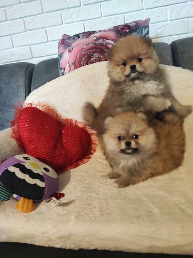 Pomeraniany szczenięta