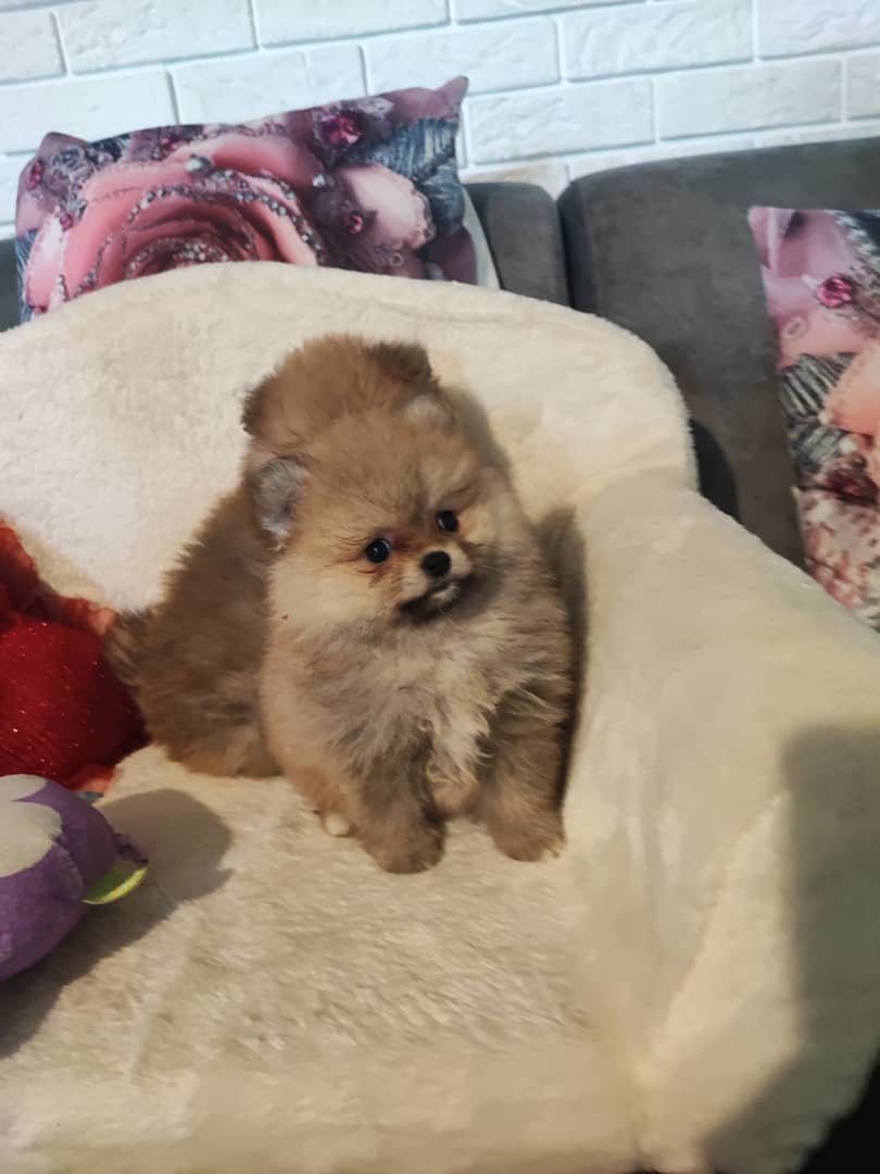 Pomeraniany szczenięta