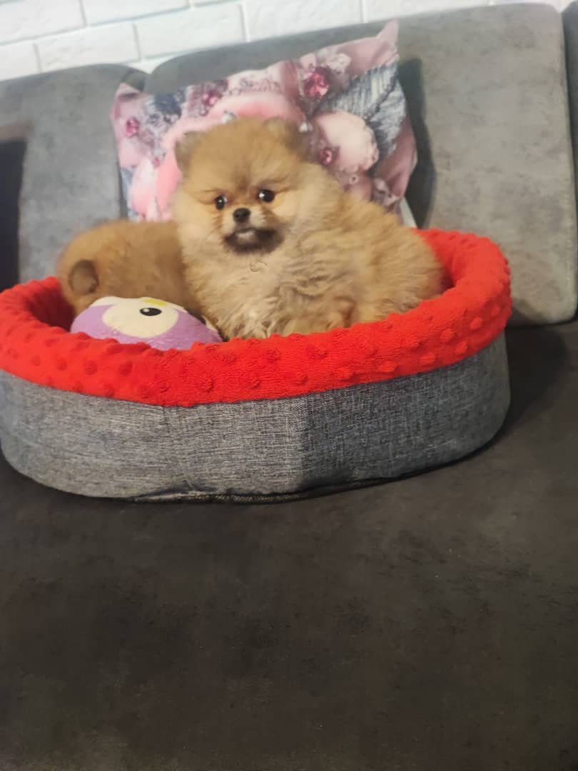 Pomeraniany szczenięta