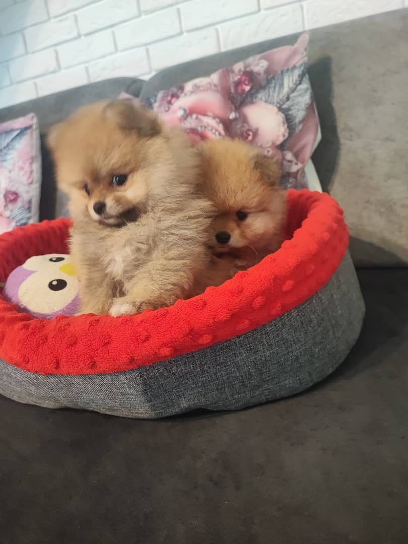 Pomeraniany szczenięta