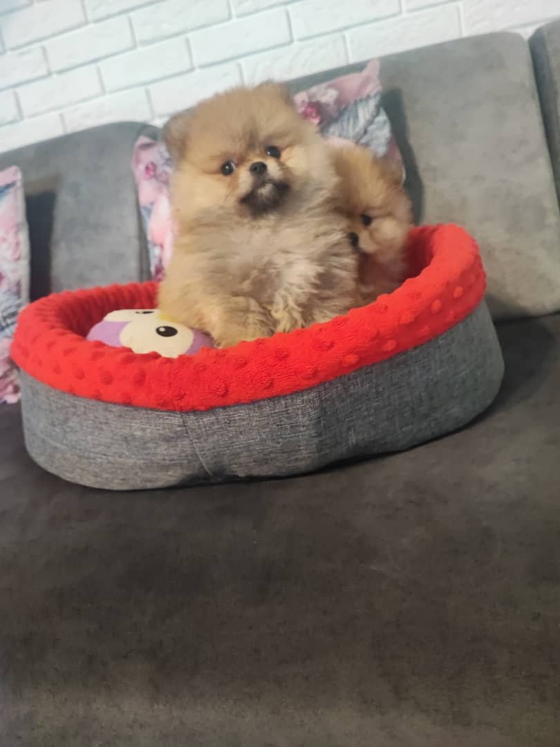 Pomeraniany szczenięta