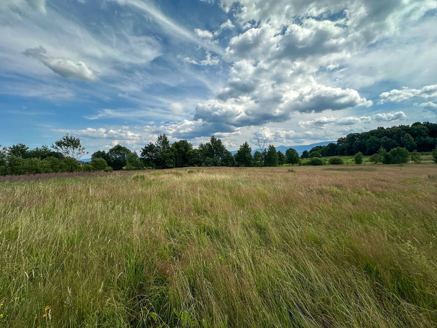 Działka budowlana 1002m² Wojcieszyce widok