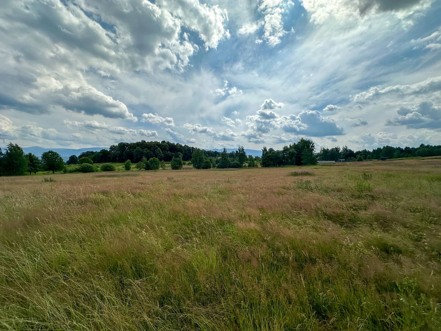 Działka budowlana 1002m² Wojcieszyce widok
