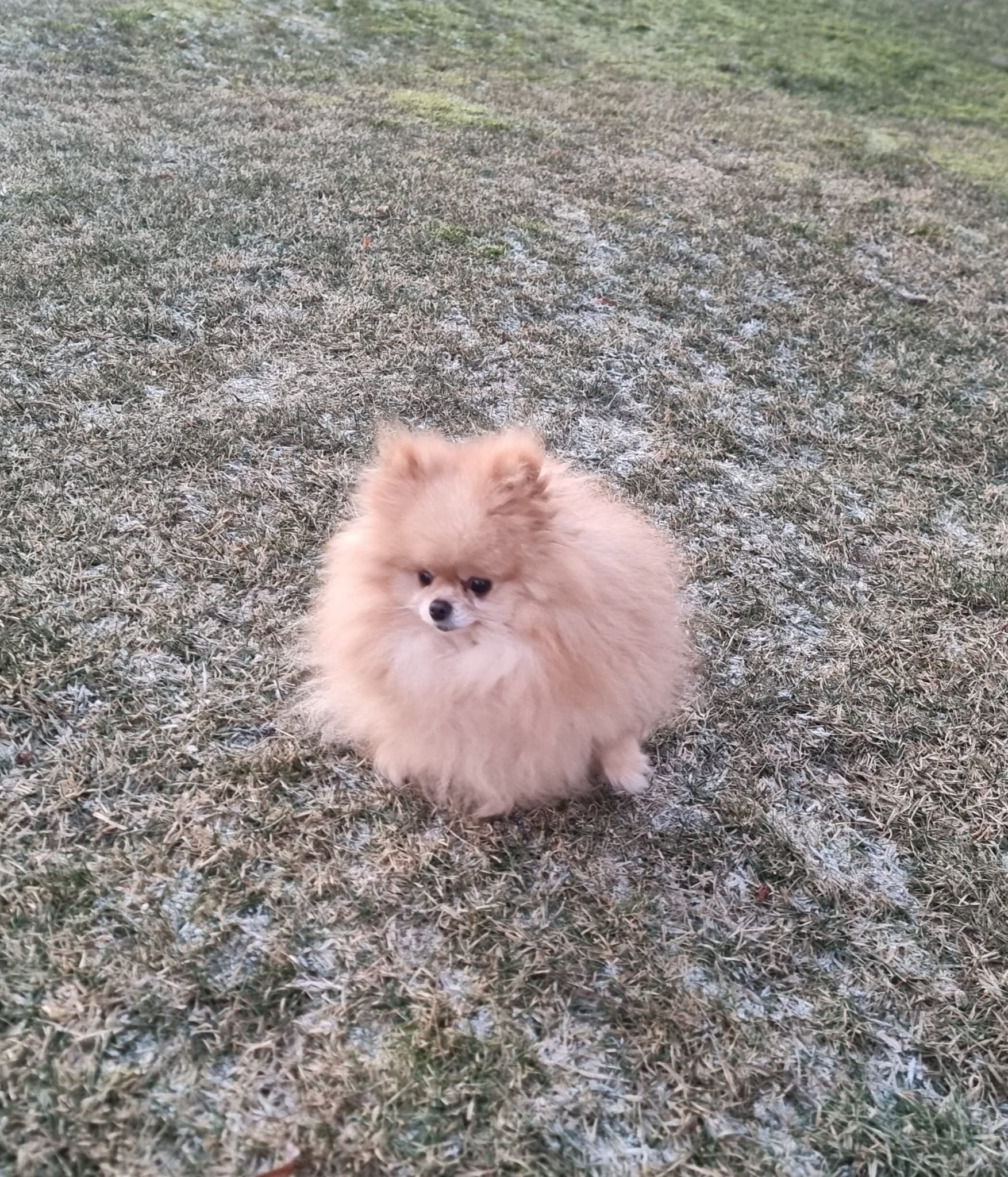 Pomeranian piesek 4 letni