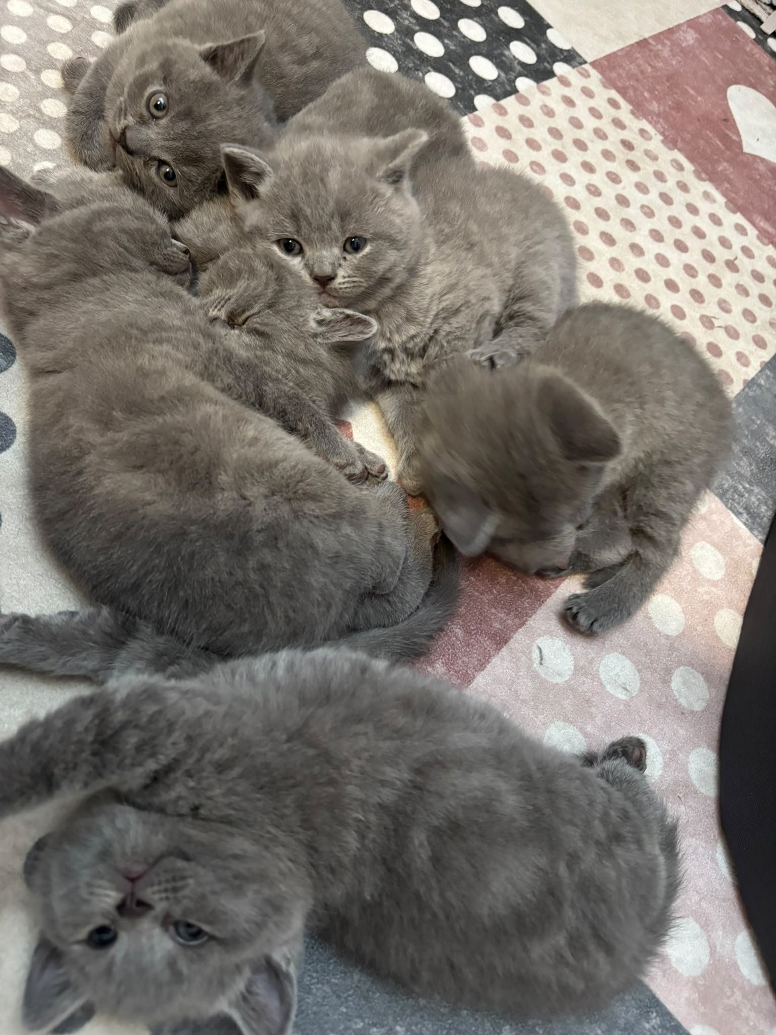Koty razy British Shorthair