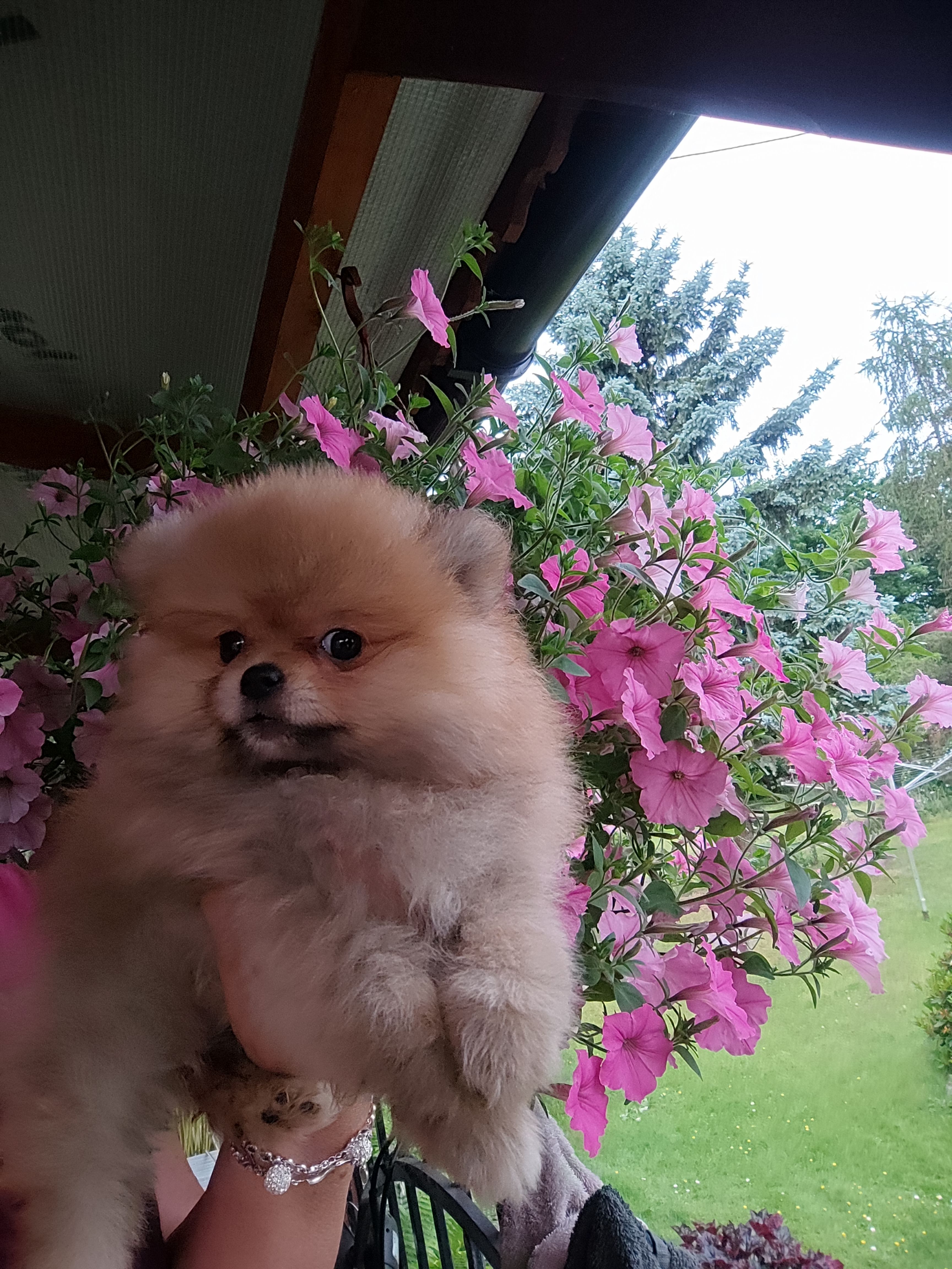 Pomeraniany suczki typ misia