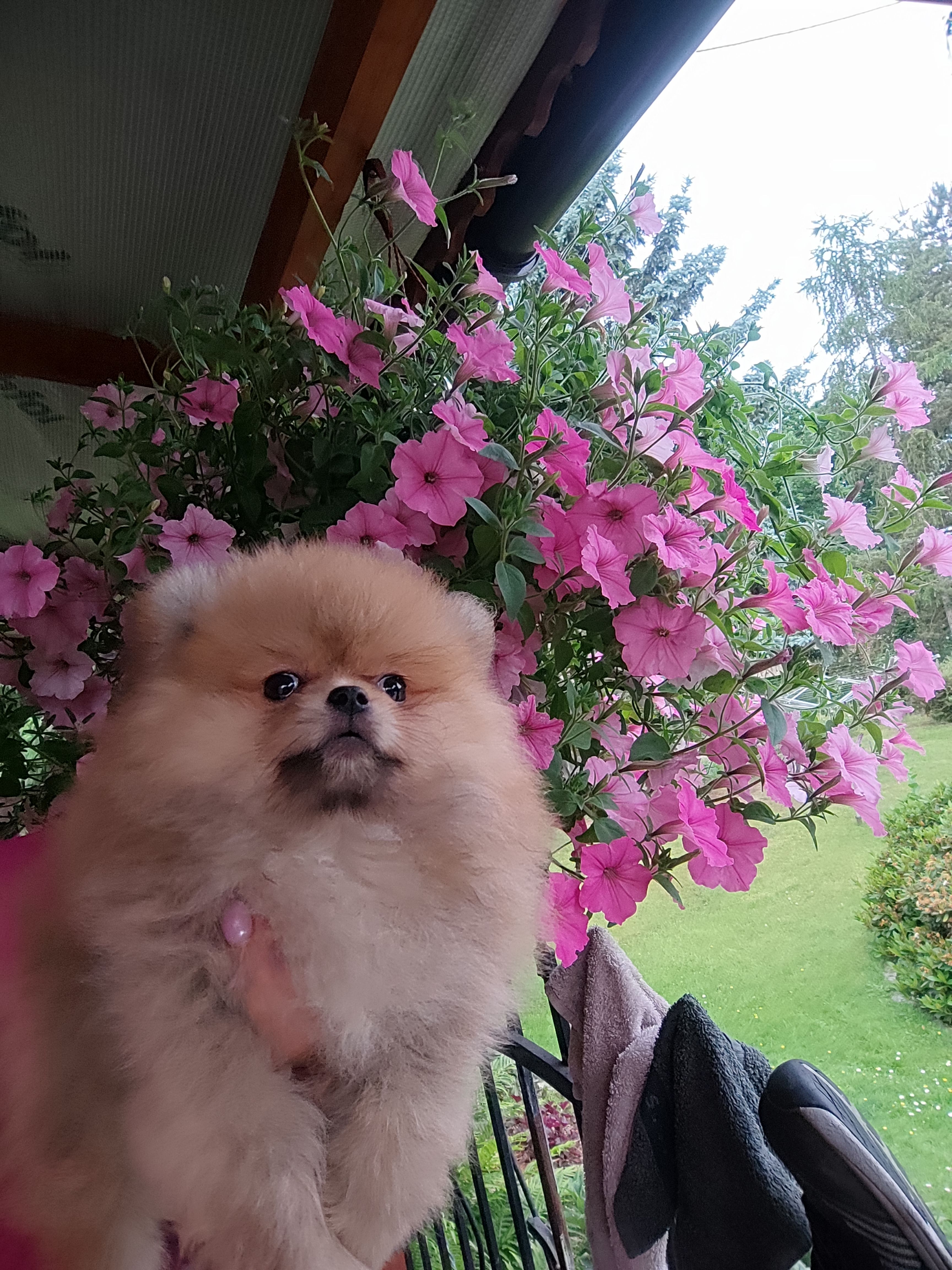 Pomeraniany suczki typ misia
