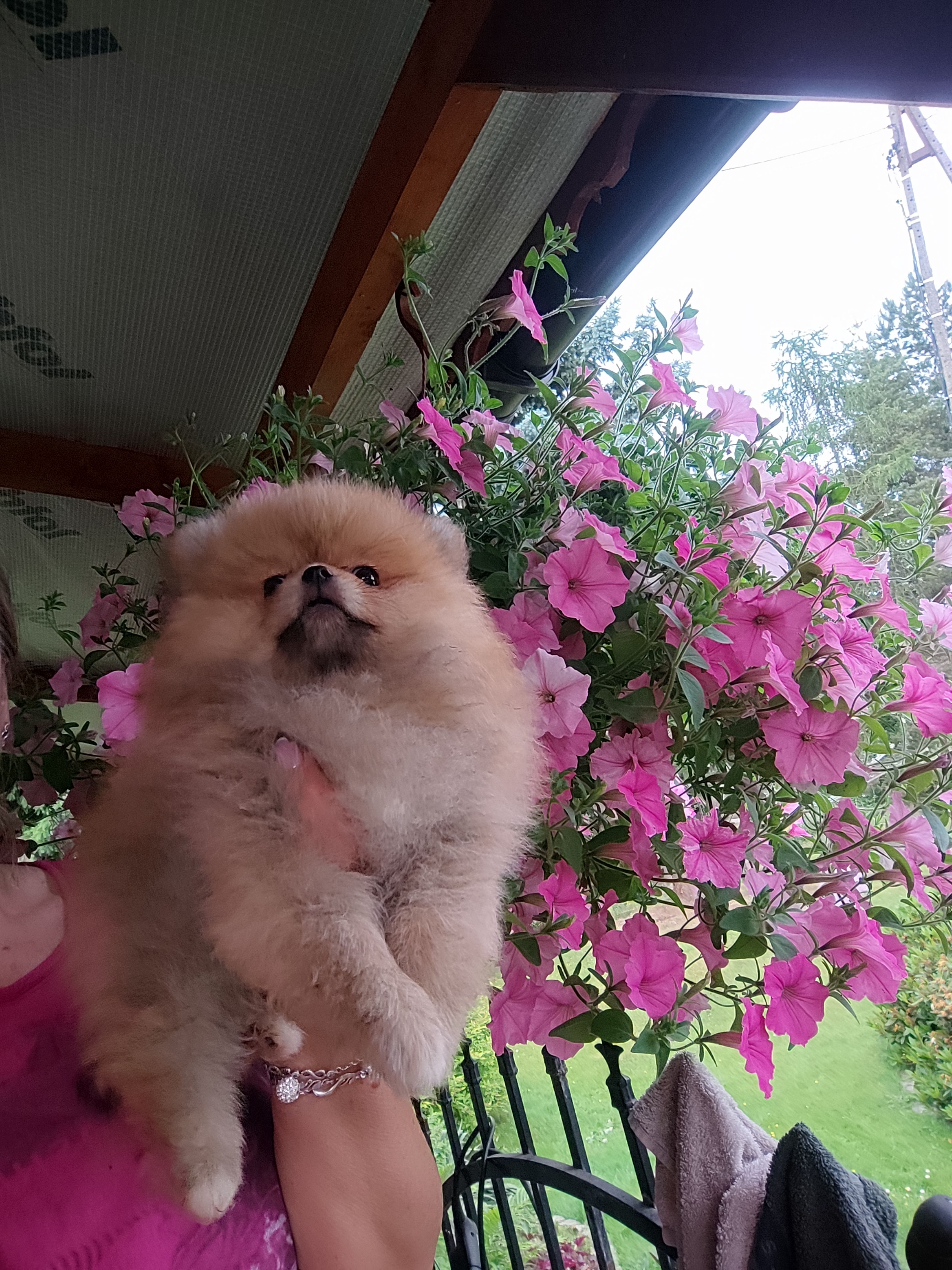 Pomeraniany suczki typ misia