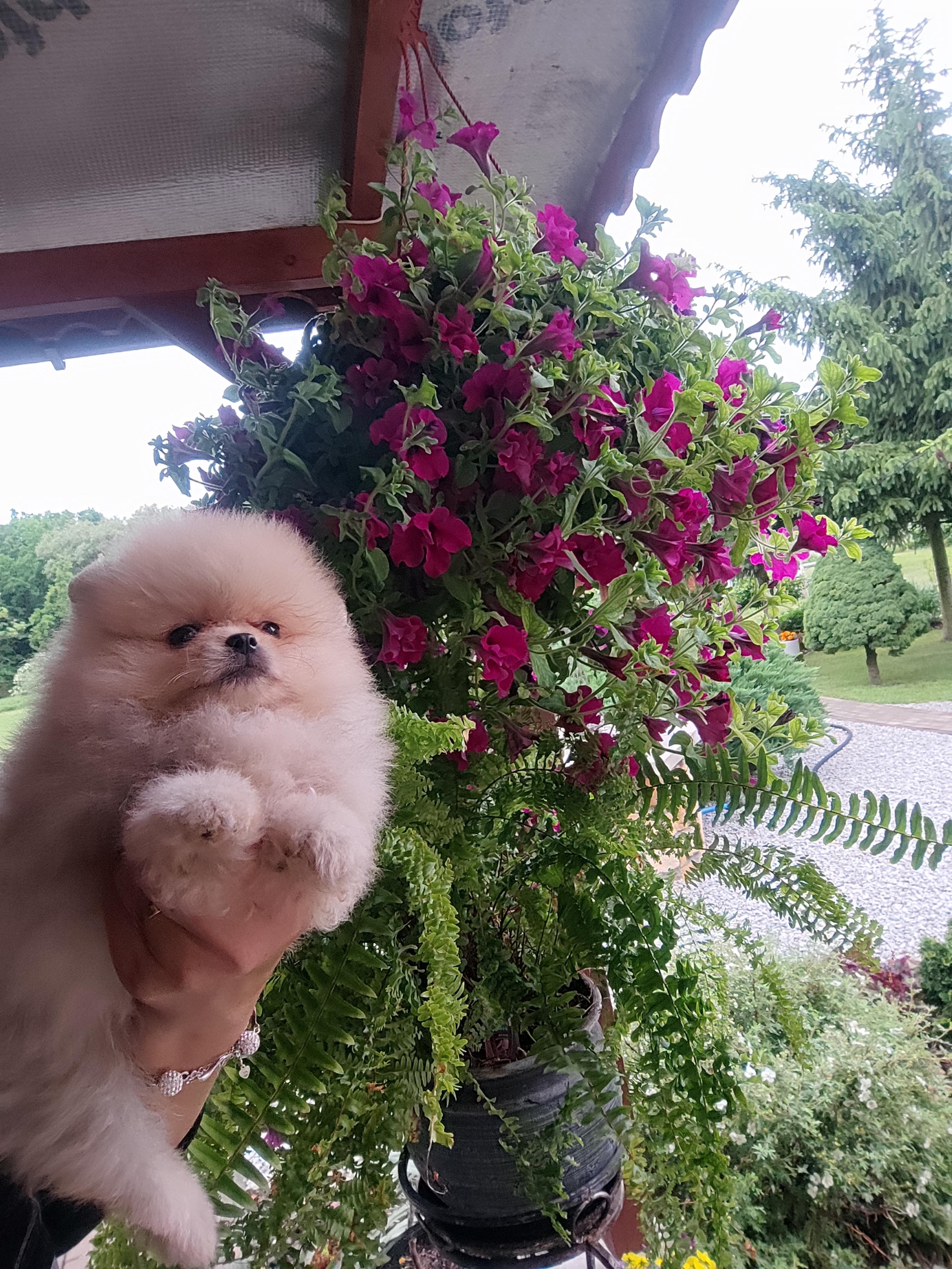 Pomeraniany suczki typ misia