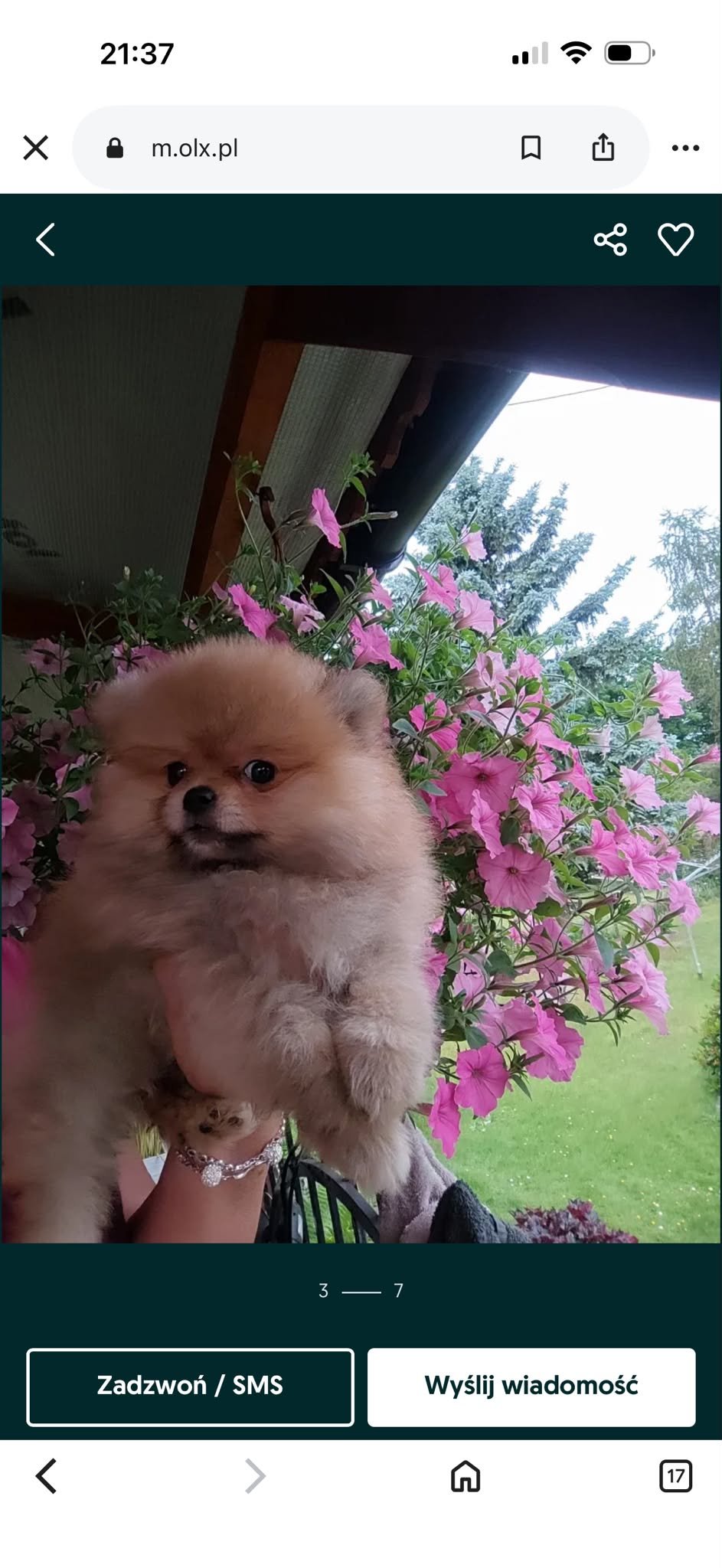 Pomeraniany suczki typ misia
