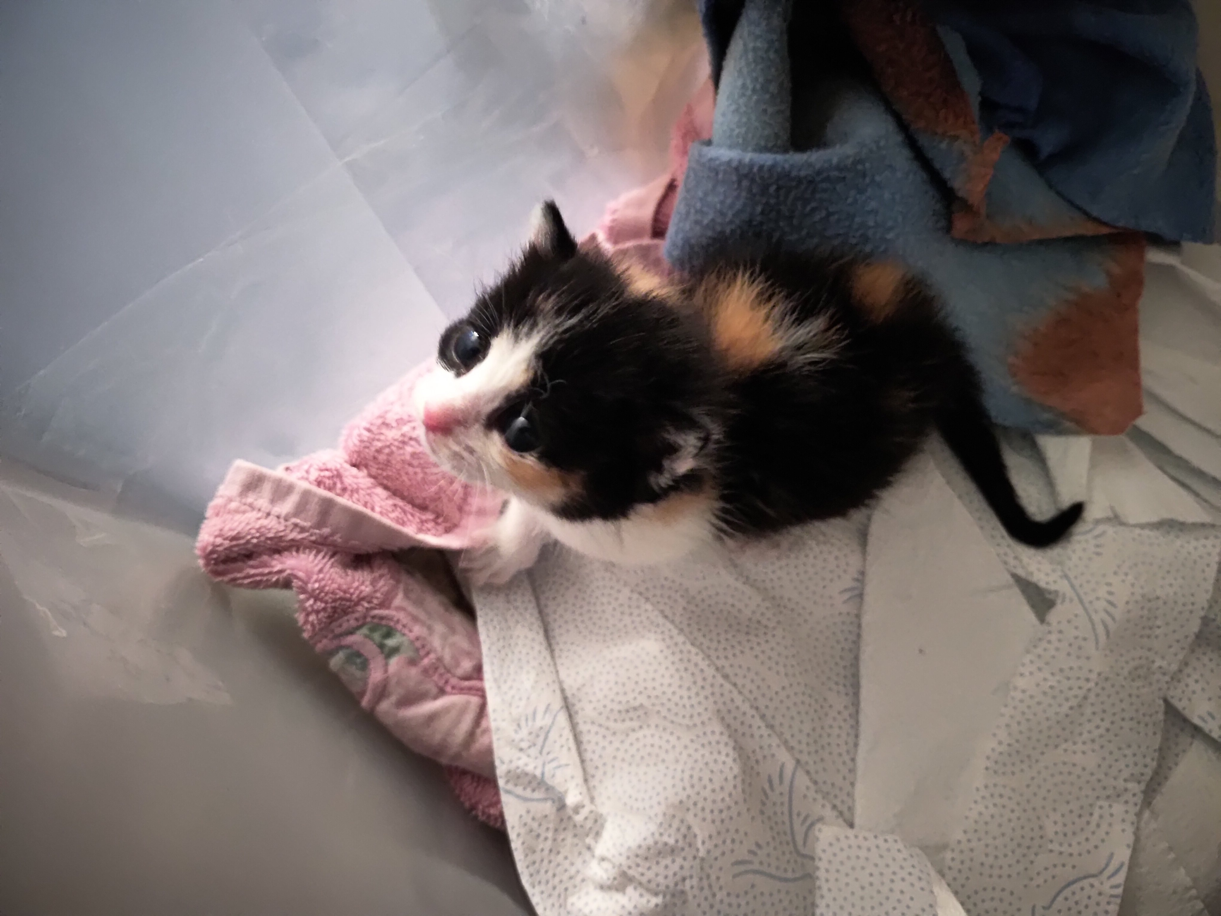 Kotek do adopcji