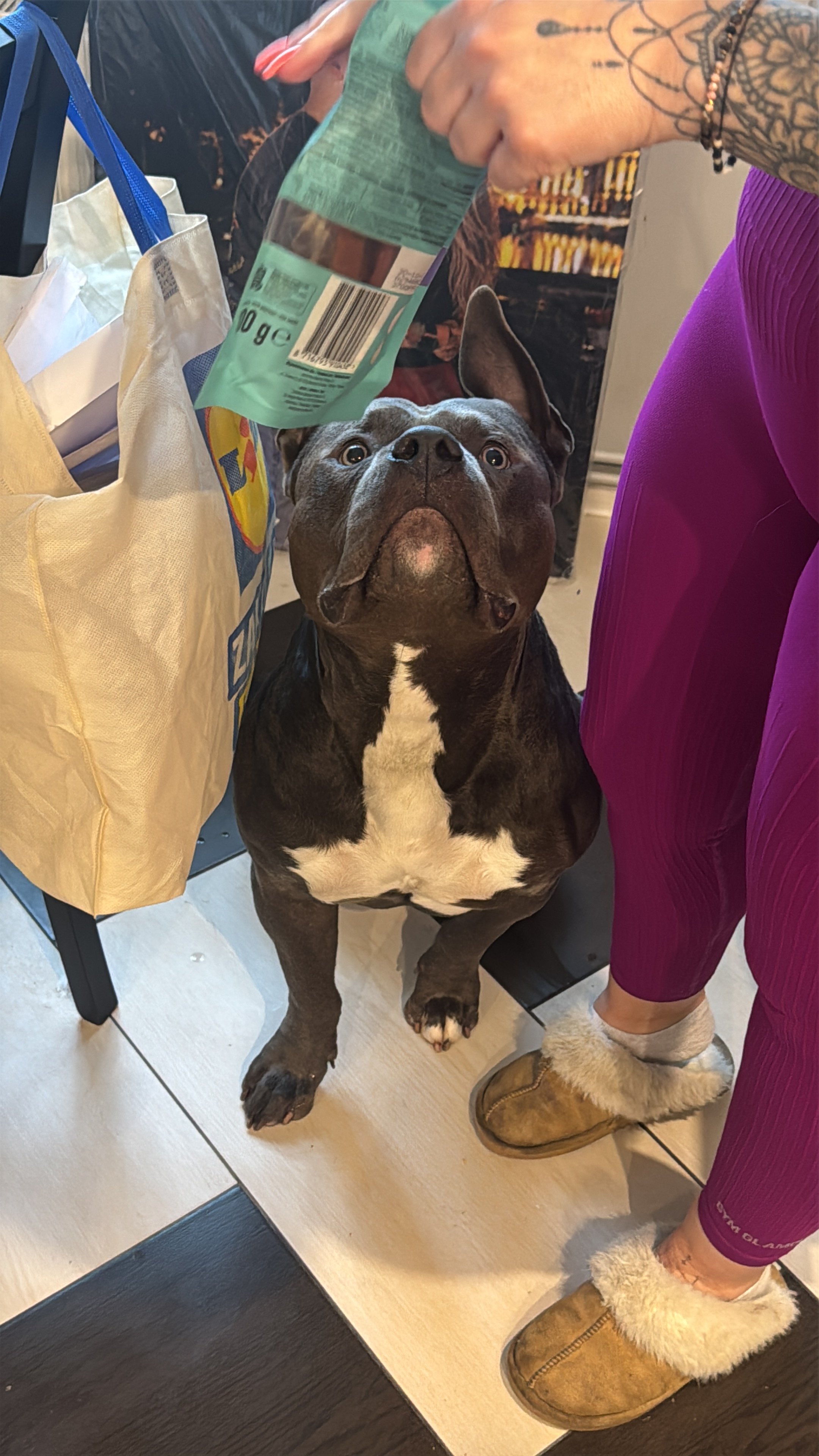 American Staffordshire Terrier (Amstaff)