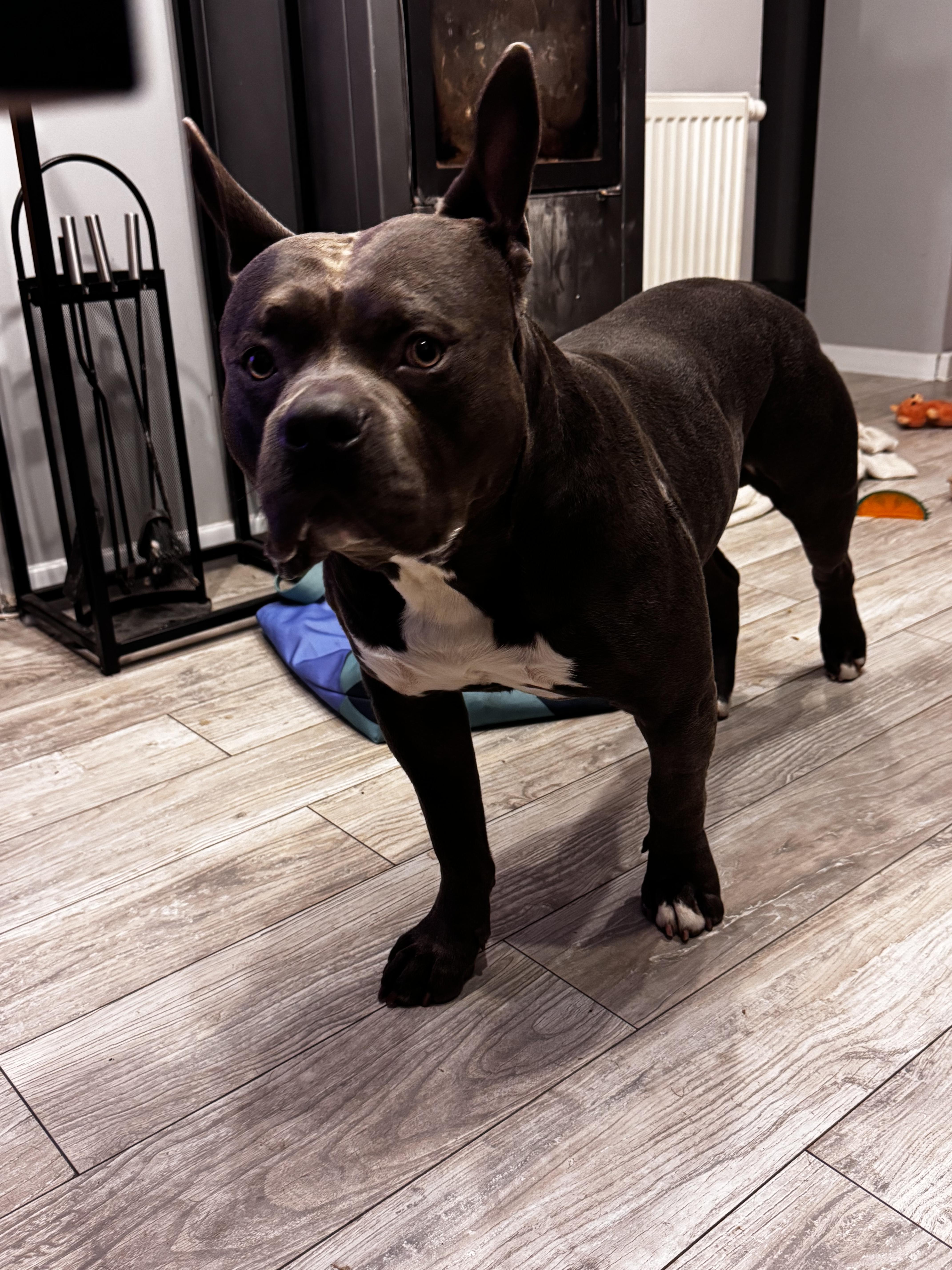 American Staffordshire Terrier (Amstaff)
