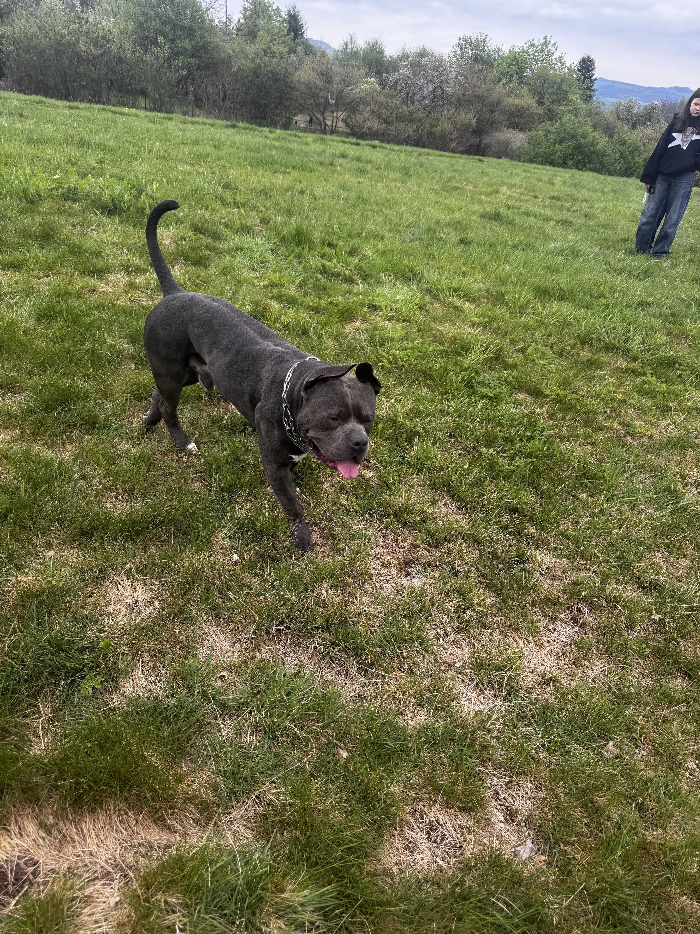 American Staffordshire Terrier (Amstaff)
