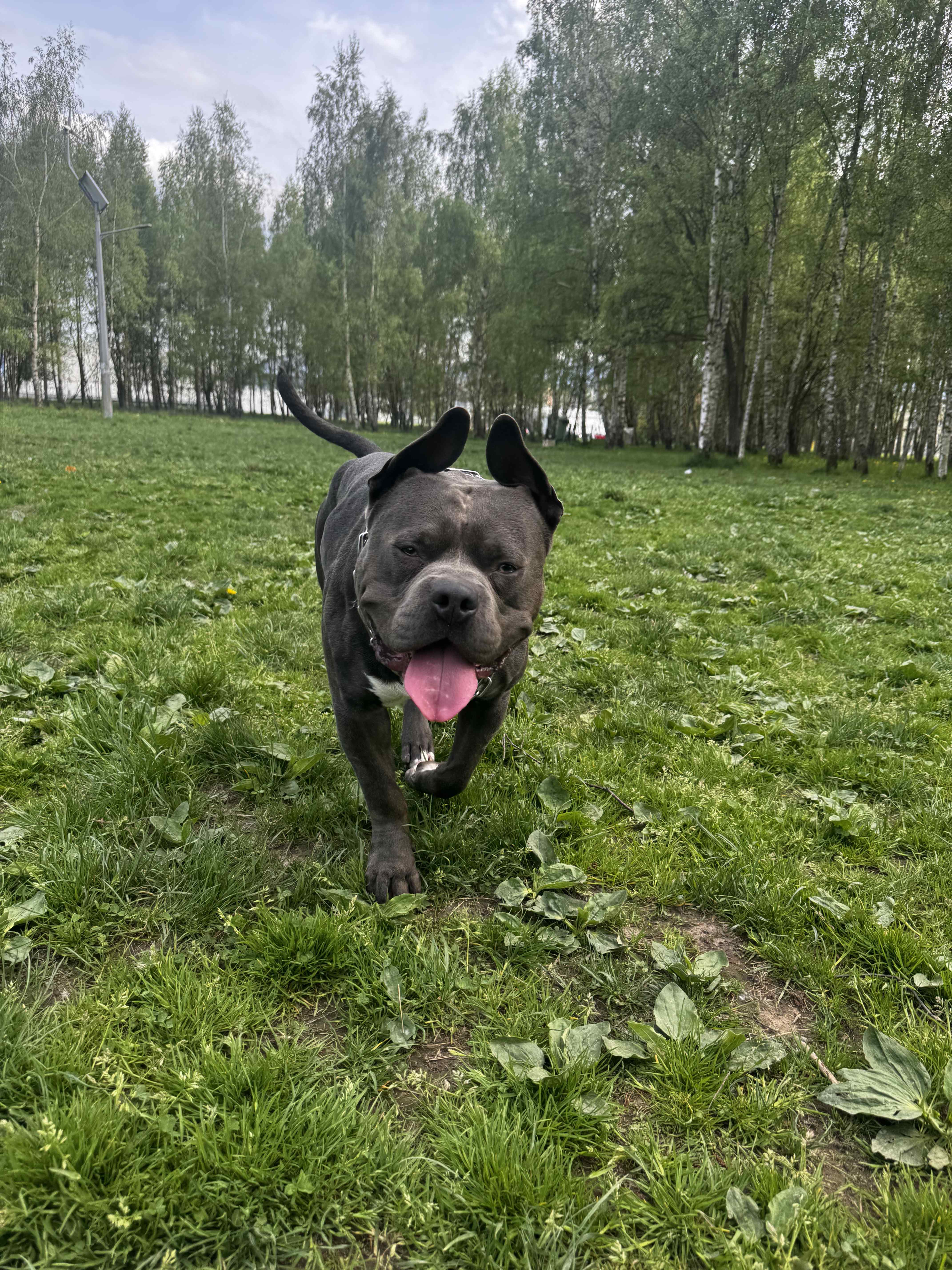 American Staffordshire Terrier (Amstaff)