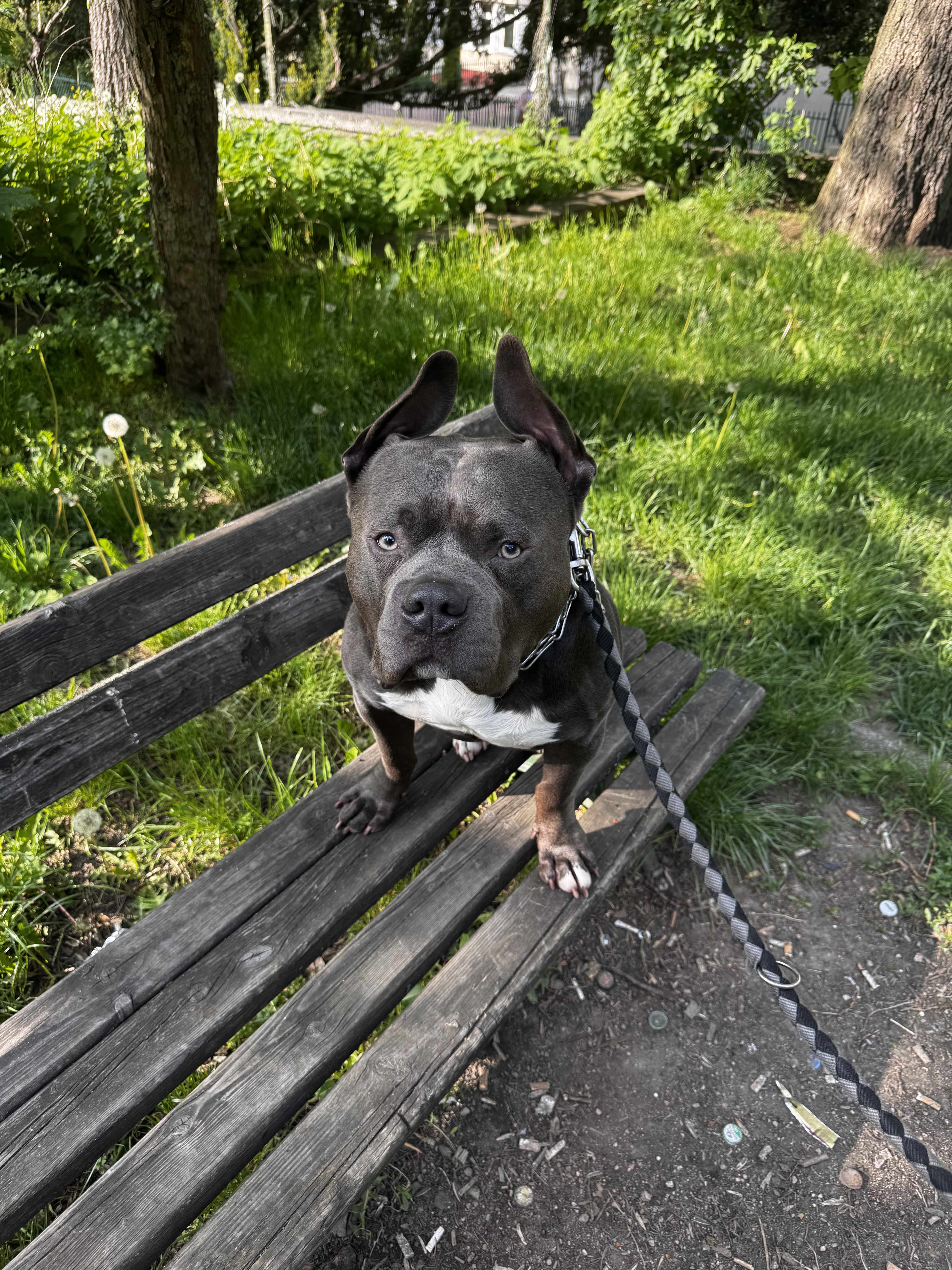 American Staffordshire Terrier (Amstaff)