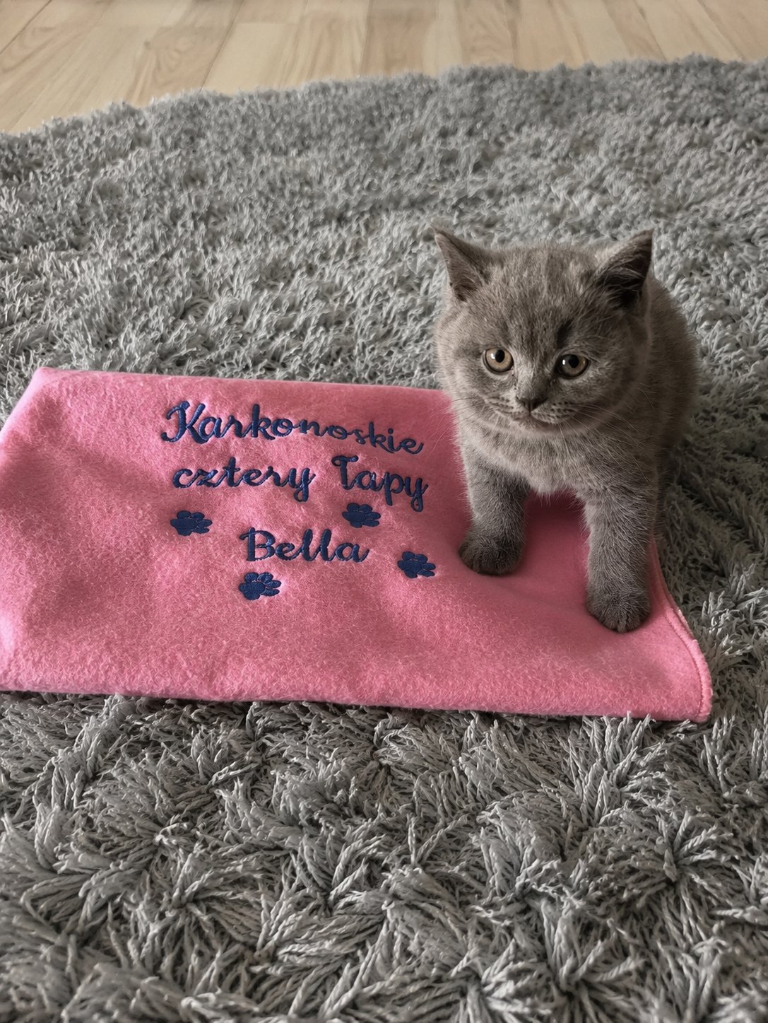 Kotki brytyjskie