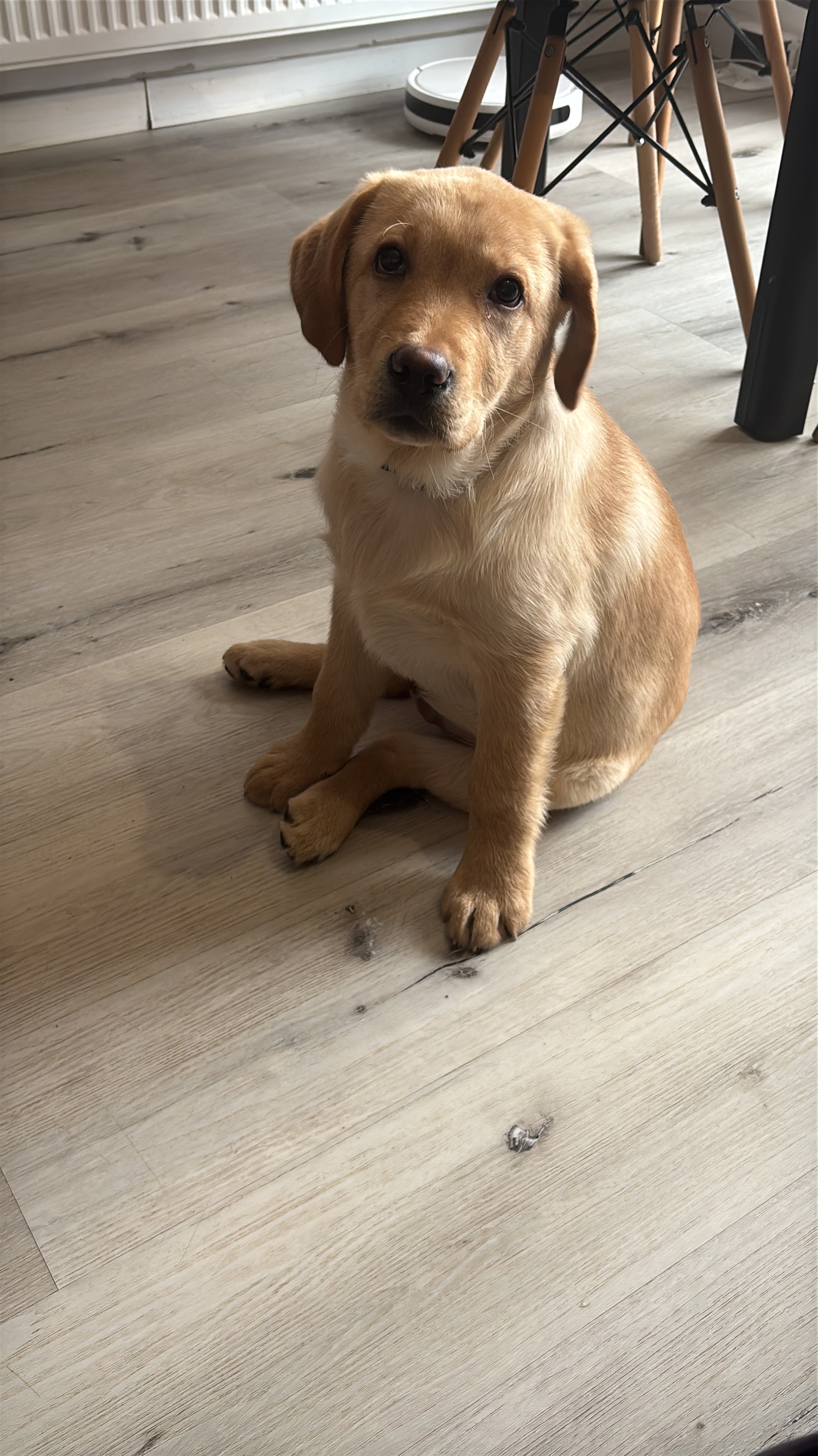 Labrador retriever