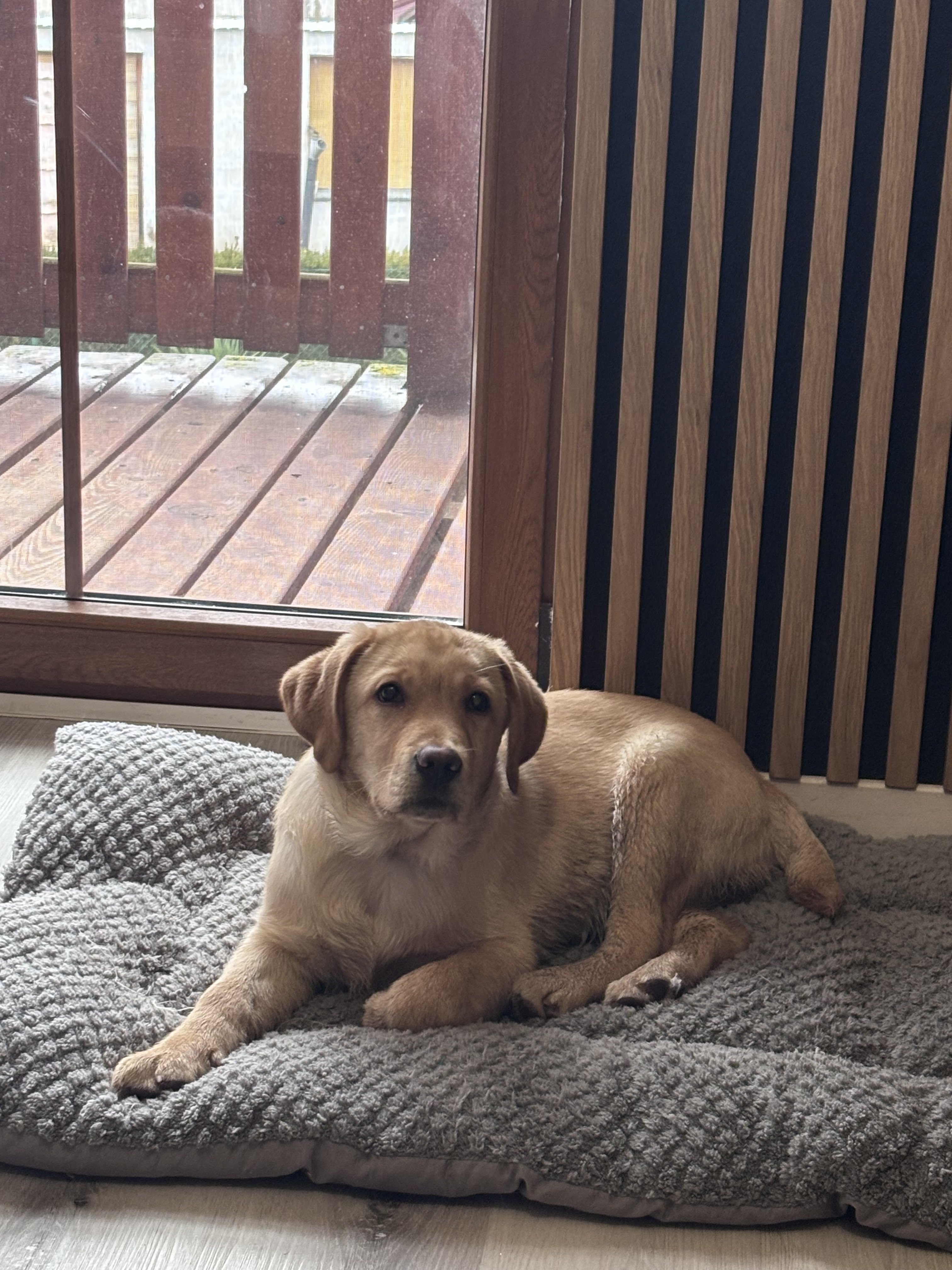 Labrador retriever