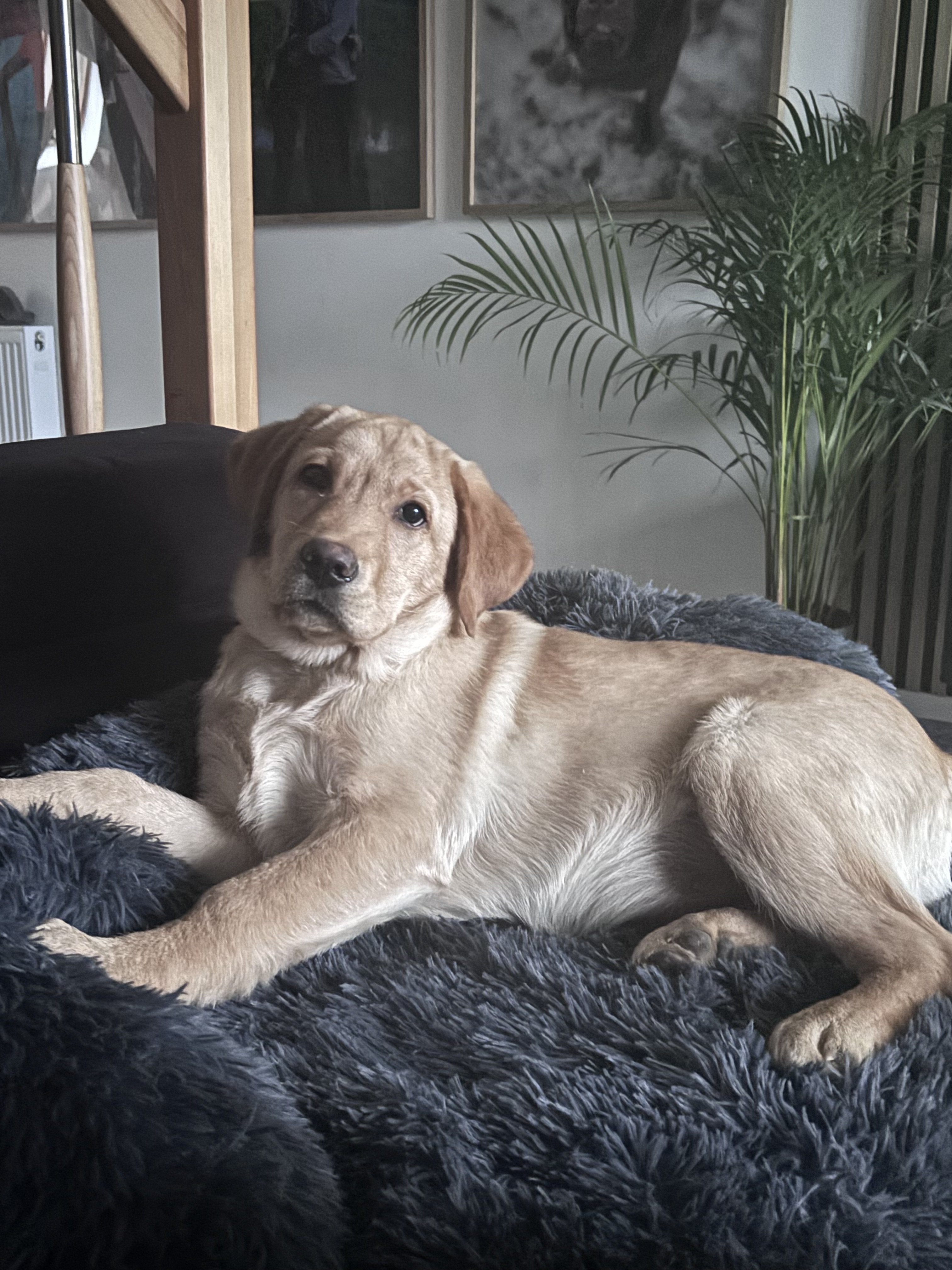 Labrador retriever