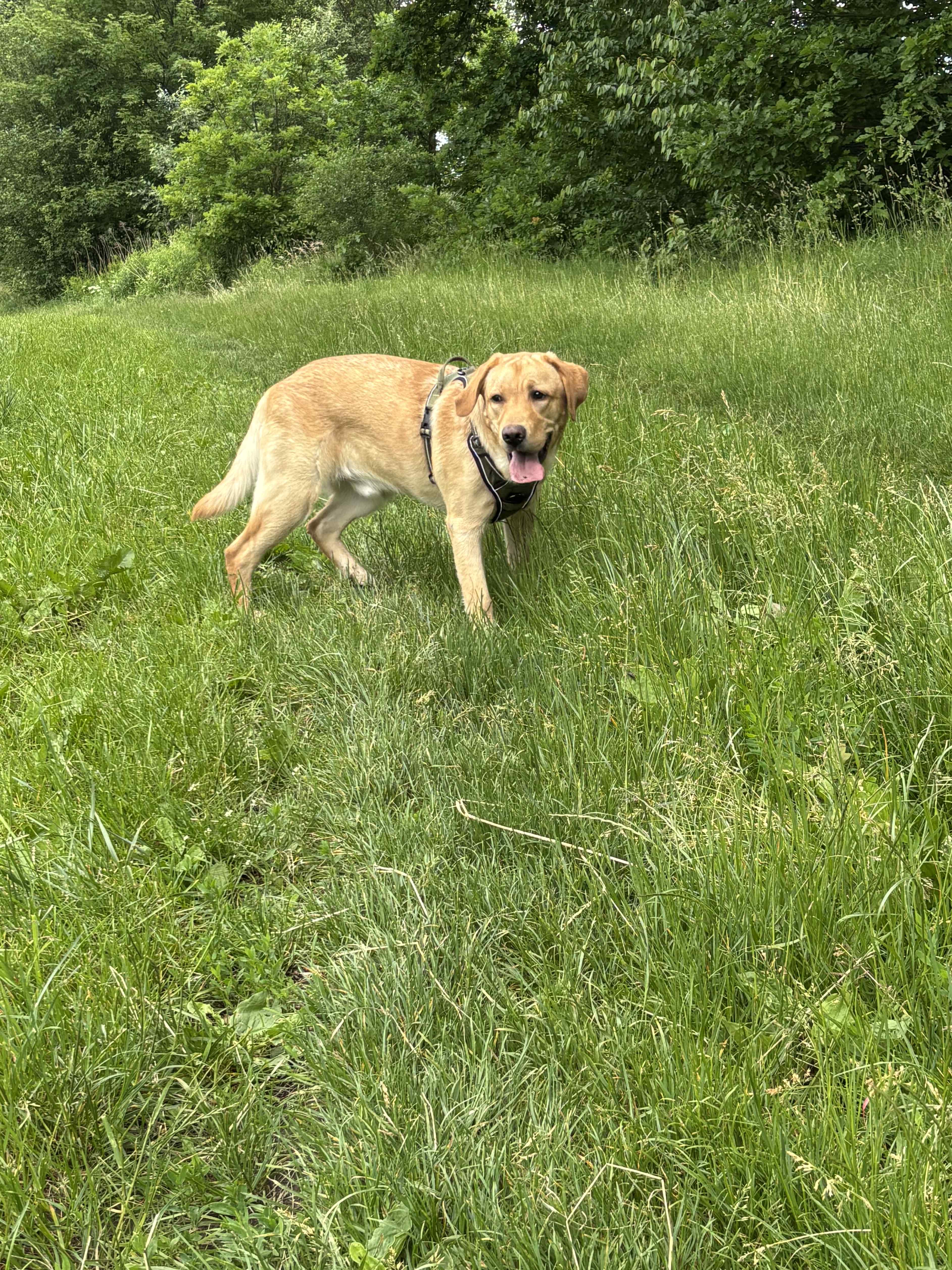 Labrador retriever