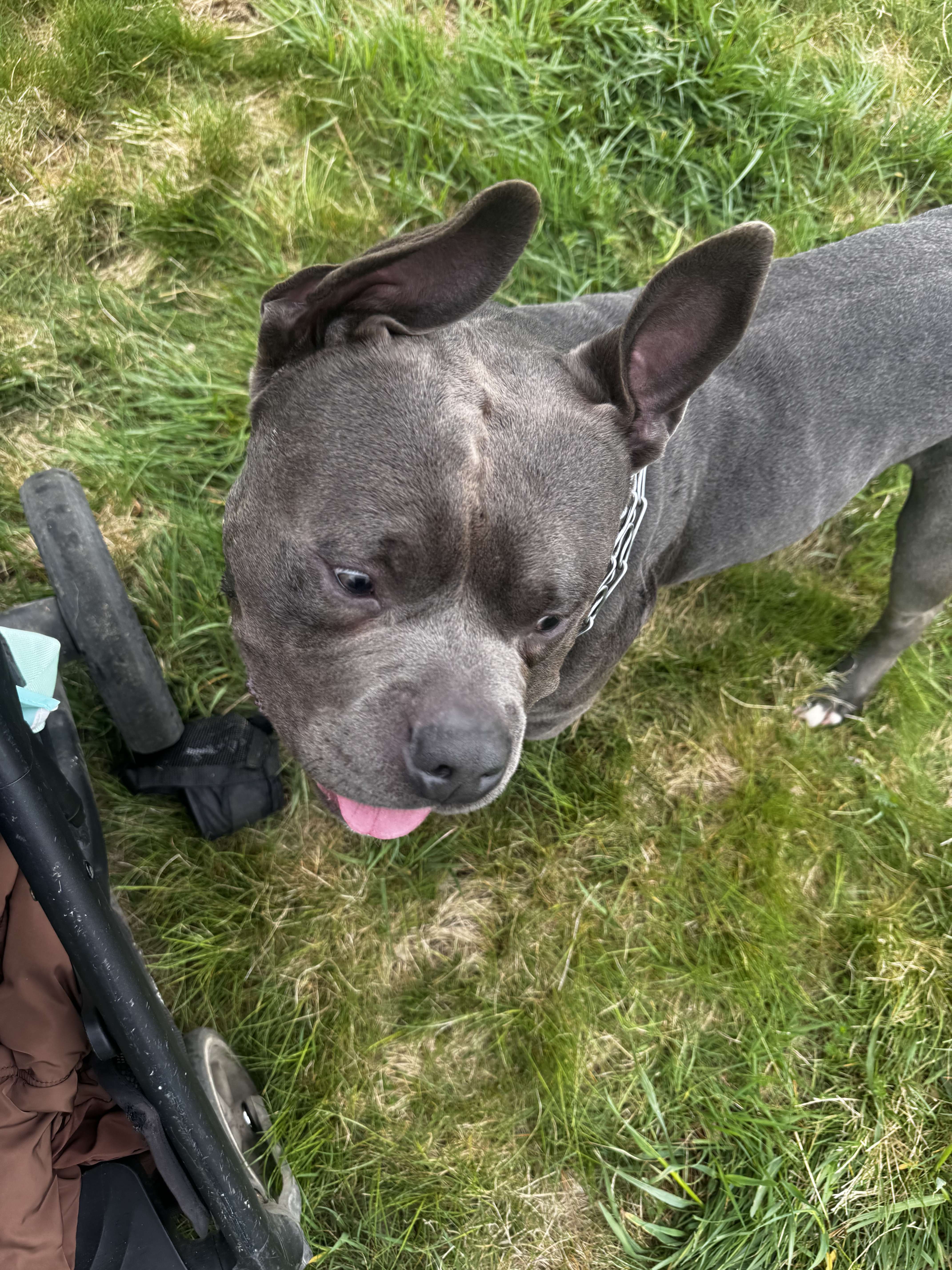 American Staffordshire Terrier - Amstaff