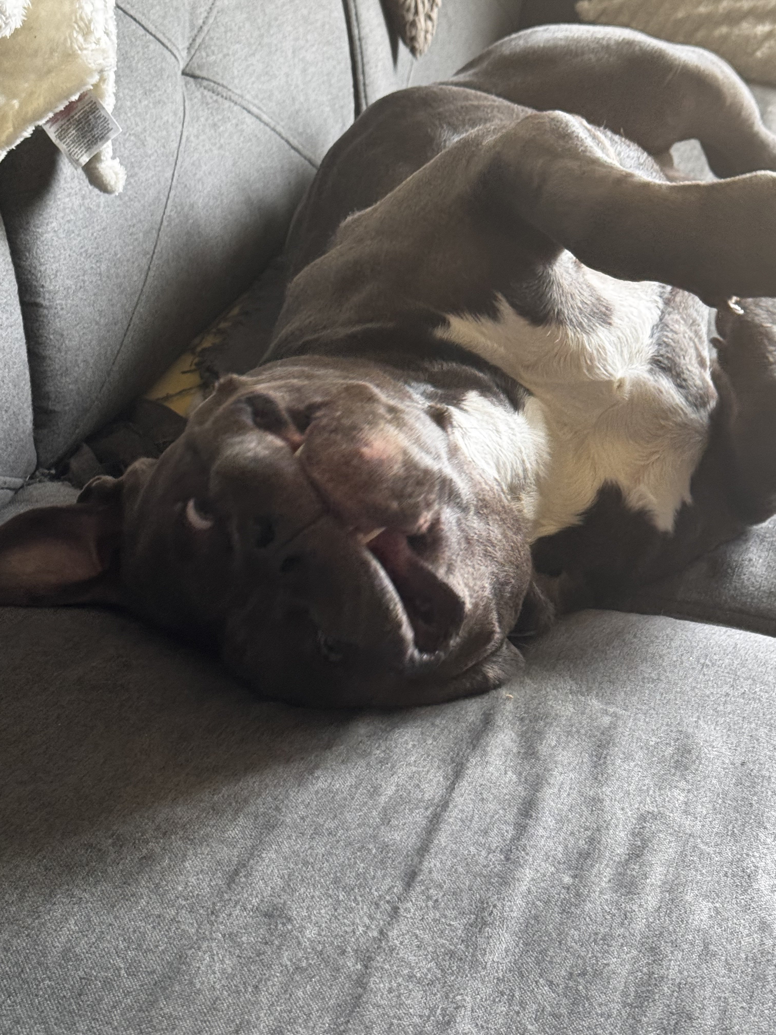 American Staffordshire Terrier - Amstaff