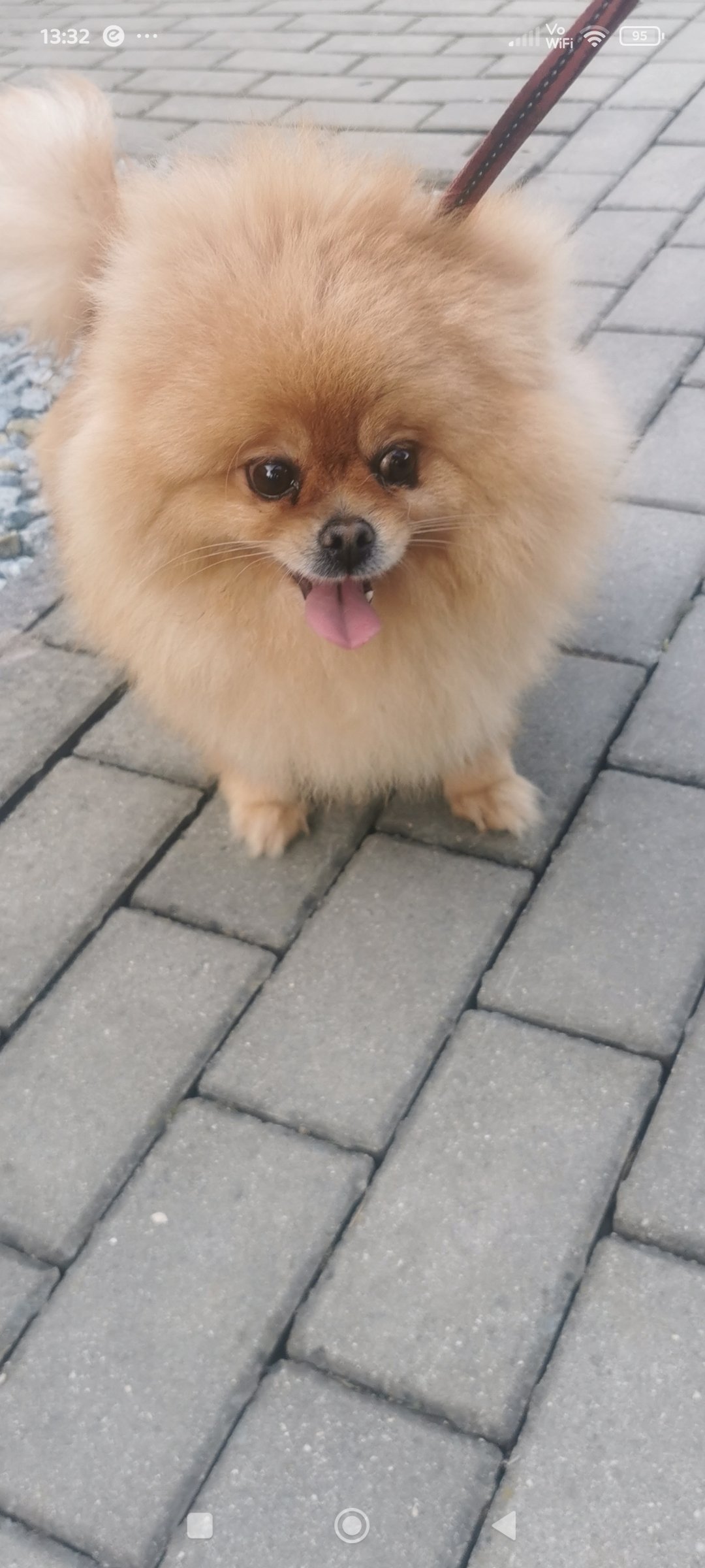 Pomeranian dorosła suczka