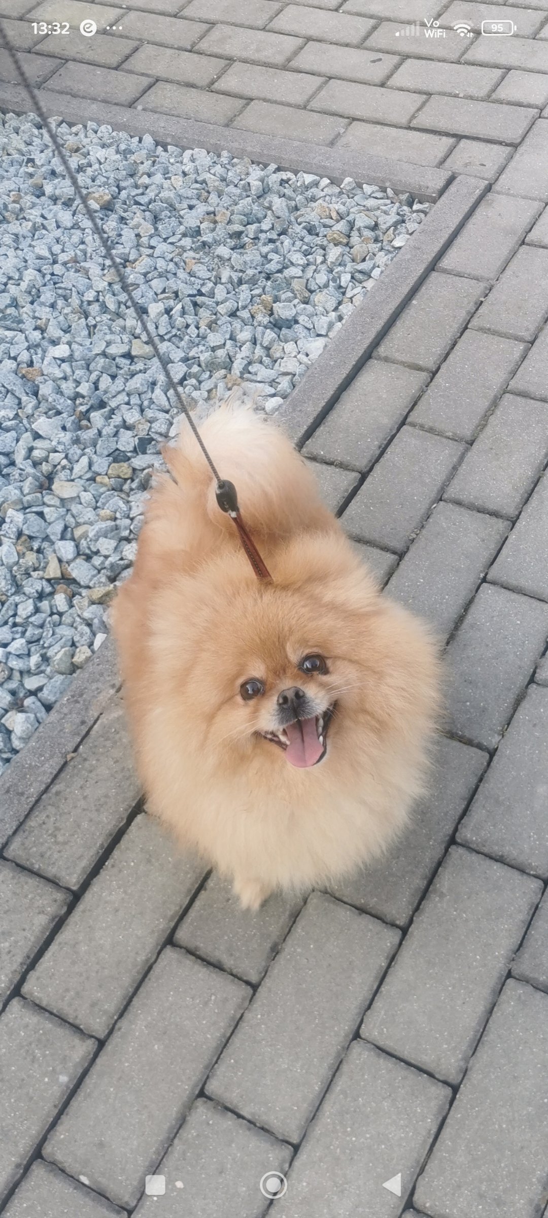 Pomeranian dorosła suczka