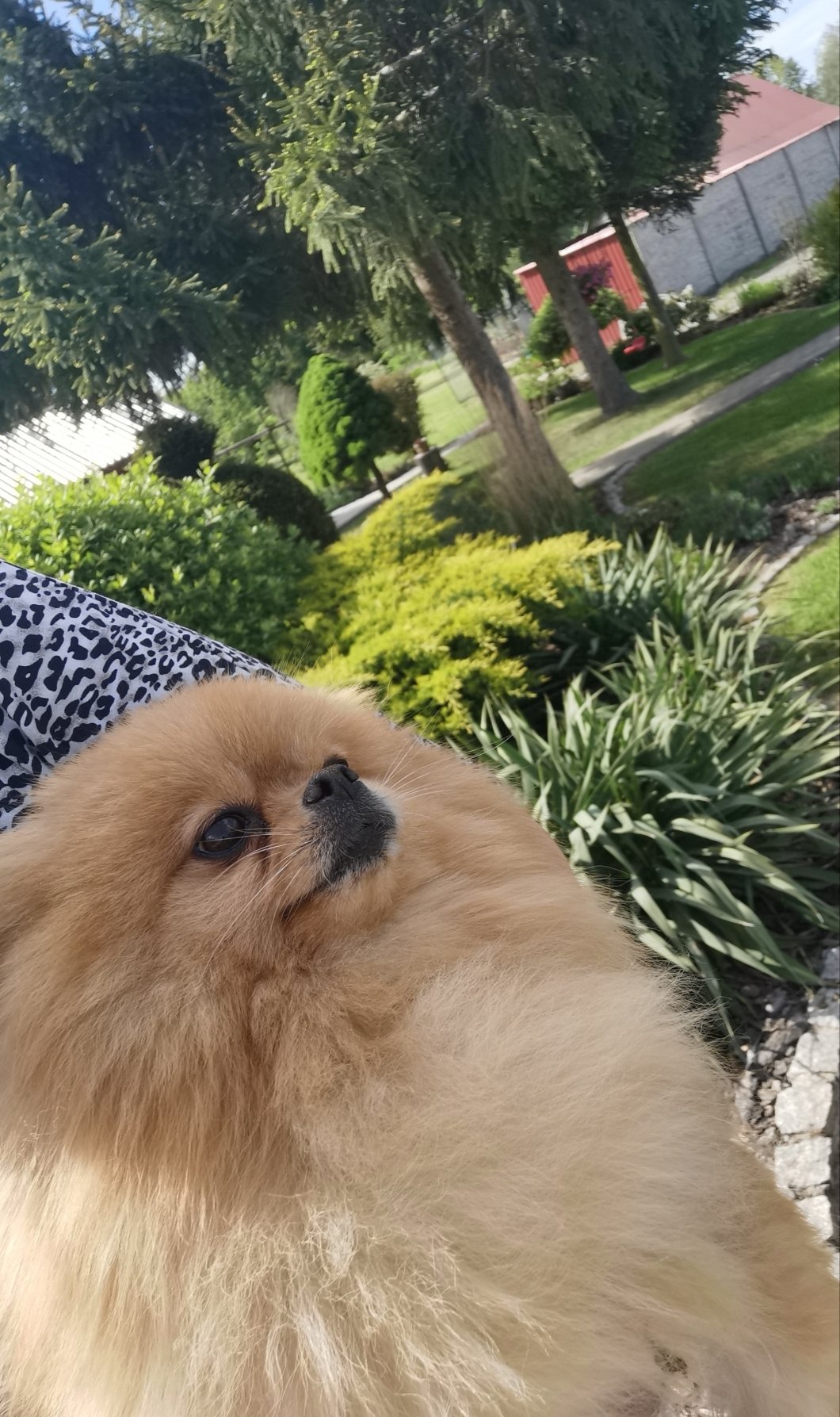 Pomeranian dorosła suczka