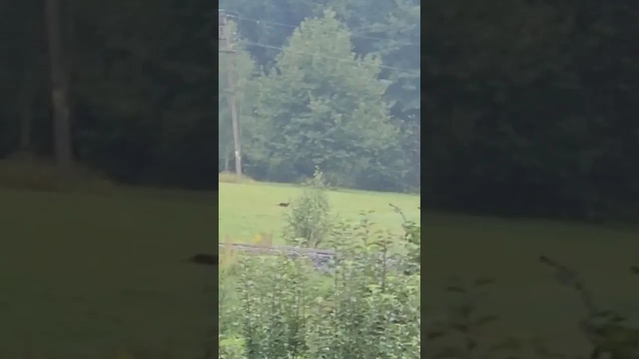 Kto widział pumę?