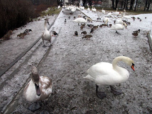 Łabędzia łąka przy stawie Mickiewicza