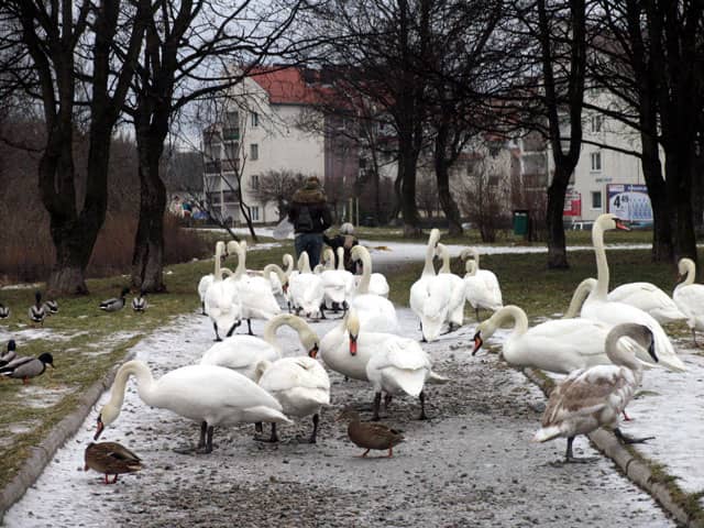Łabędzia łąka przy stawie Mickiewicza