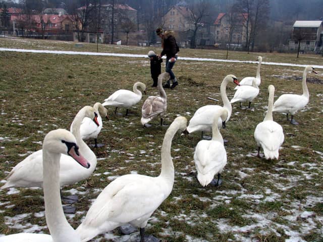 Łabędzia łąka przy stawie Mickiewicza