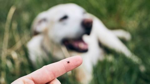 Wiosna bez kleszczy – jak zabezpieczyć pupila?