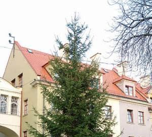 Mamy już choinkę na Placu Ratuszowym!
