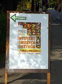 Wystawa świeżych grzybów