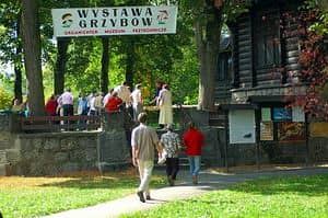 Wystawa świeżych grzybów