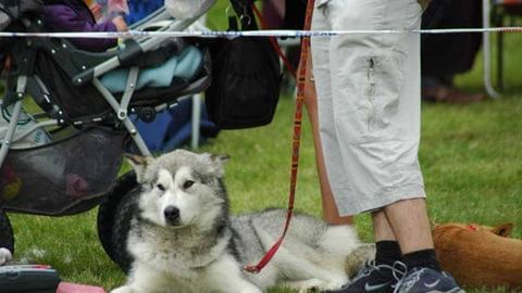 XXX Karkonoska Wystawa Psów Rasowych