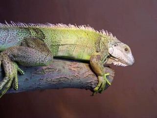 Krajowa Giełda Terrarystyczno - Zoologiczna - RELACJA