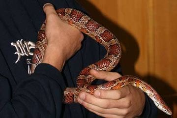 Dla miłośników gadów