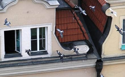 Wszczepić grypę?