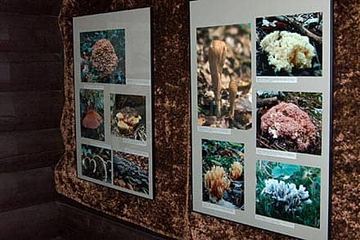 ... zawdzięczamy głównie autorowi, sposobność corocznego oglądania wystawy świeżych grzybów organizowanej przez Muzeum w jeden z wrześniowych weekendów.