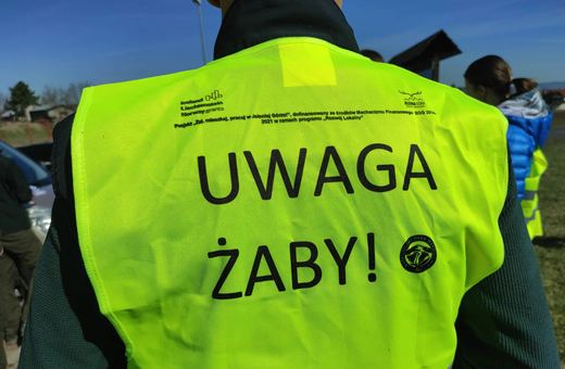 KNP szuka wolontariuszy do akcji ratowania żab
