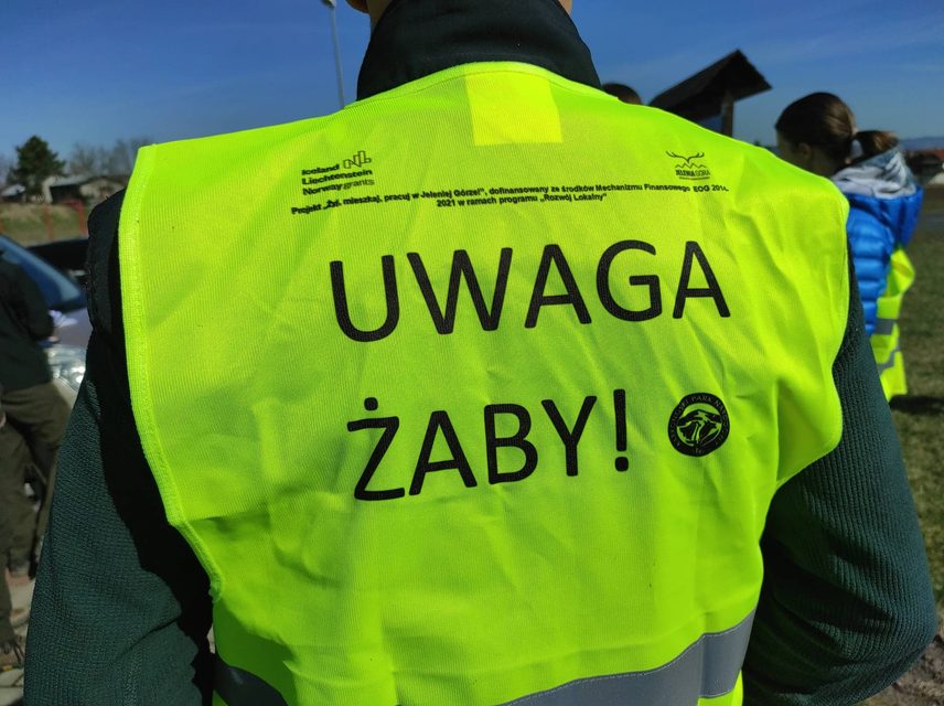 KNP szuka wolontariuszy do akcji ratowania żab