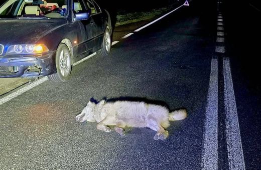 Wilk zginął pod kołami